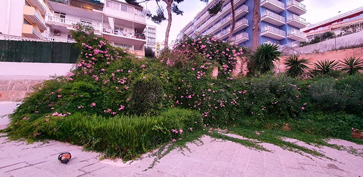 jardín comunitario Mallorca | empresa de jardinería