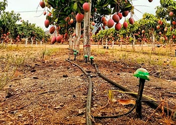 empresa de jardinería | empresa de jardinería