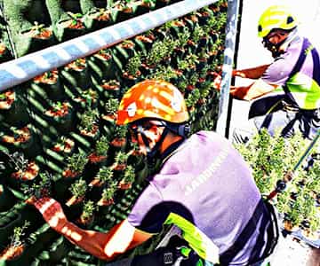 proyecto jardín vertical Mallorca | empresa de jardinería