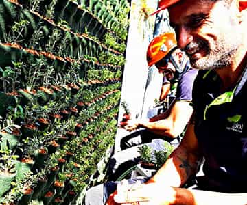 proyecto jardín vertical Mallorca | empresa de jardinería