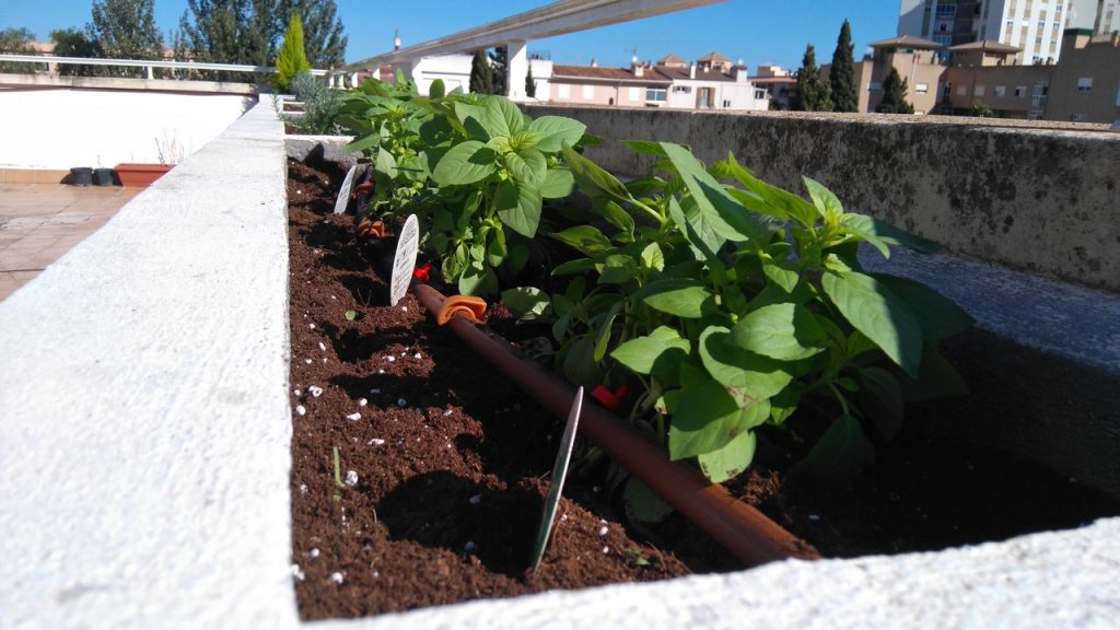 huertos urbanos Palma | empresa de jardinería