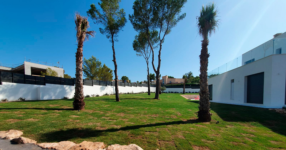 plantación de palmeras Mallorca | empresa de jardinería